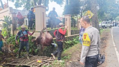 Tim pemburu Cugenang mengevakuasi seekor babi hutan yang masuk ke permukiman warga Kampung Banjar Pinang, Cugenang, Cianjur, Kamis (26/2/2026). Foto: Istimewa