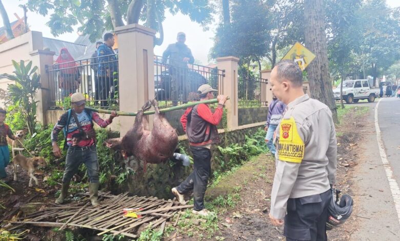 Tim pemburu Cugenang mengevakuasi seekor babi hutan yang masuk ke permukiman warga Kampung Banjar Pinang, Cugenang, Cianjur, Kamis (26/2/2026). Foto: Istimewa