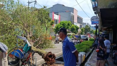 Mabruri (71) menatap puing-puing becaknya yang hancur tertimpa pohon tumbang secara mendadak di Jalan HOS Cokroaminoto, Kelurahan Solokpandan, Cianjur, Selasa (10/3)