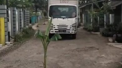 Protes Jalan Rusak, Warga Bojongpicung Tanam Pohon Pisang di Jalan