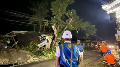 Petugas PLN melakukan perbaikan jaringan listrik akibat pohon tumbang usai hujan disertai angin kencang di Desa Cinangsi, Kecamatan Cikalongkulon, Cianjur. Foto: Istimewa