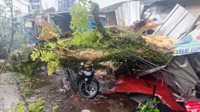 Hujan Deras Disertai Angin, Pohon Tumbang Timpa Pengendara Motor di Jalan Raya Cugenang