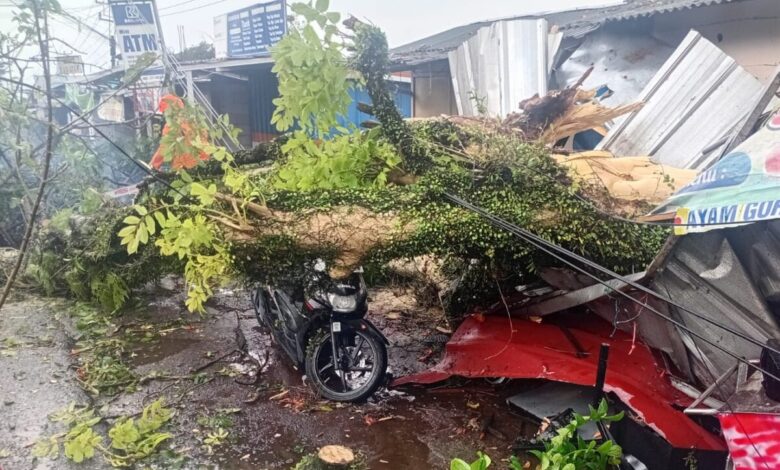 Hujan Deras Disertai Angin, Pohon Tumbang Timpa Pengendara Motor di Jalan Raya Cugenang