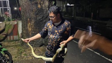 Warga Cibeber, Cianjur, dibuat waswas usai banjir surut. Ular sanca dan biawak dilaporkan masuk ke rumah, diduga akibat habitat terganggu oleh luapan air. Foto: Istimewa