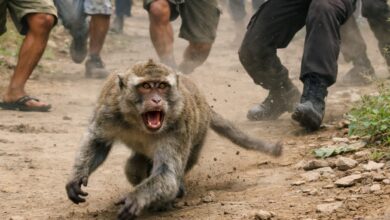 Aparat kepolisian bersama warga berhasil menangkap dan melumpuhkan monyet liar yang sebelumnya menyerang seorang anak di Cibeber, Cianjur. Hewan tersebut ditemukan di sekitar lokasi kejadian dan dievakuasi setelah dinilai membahayakan warga. Foto: Ilustrasi