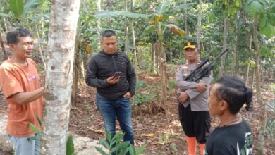 Aparat kepolisian bersama warga setempat menyisir lokasi penyerangan monyet liar di Kampung Bobojong, Cibeber, Cianjur.