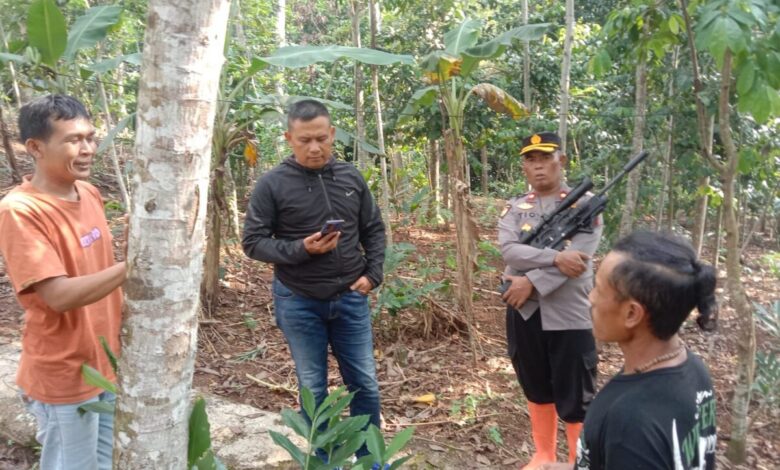 Aparat kepolisian bersama warga setempat menyisir lokasi penyerangan monyet liar di Kampung Bobojong, Cibeber, Cianjur.