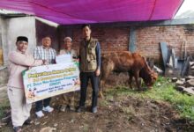 Peduli Sesama, PT DMGP Salurkan Hewan Kurban ke Tiga Desa di Cianjur Utara