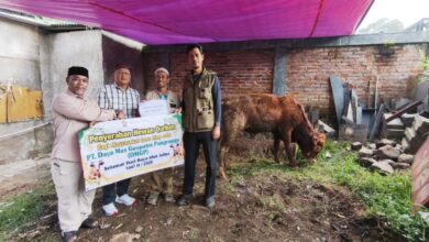 Peduli Sesama, PT DMGP Salurkan Hewan Kurban ke Tiga Desa di Cianjur Utara